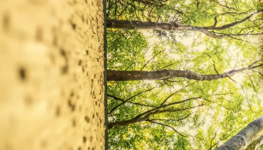 Broders_Knigge_BDO_FRA-4-scaled